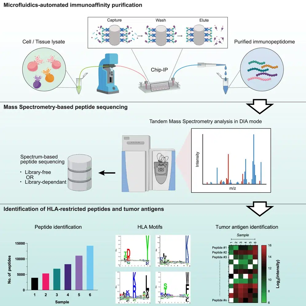 AMF - Xiaokang Li - Unleashing New Frontiers in Immunopeptidomics - AMF 1